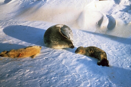 Phoque de Weddell femel et ses deux bébés sur la banquise.