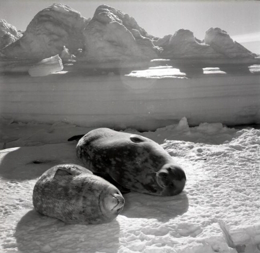 Deux phoques de Weddell se réchauffent au soleil sur une plaque de glace. Relief tourmenté à proximité du glacier de l'Astrolabe.