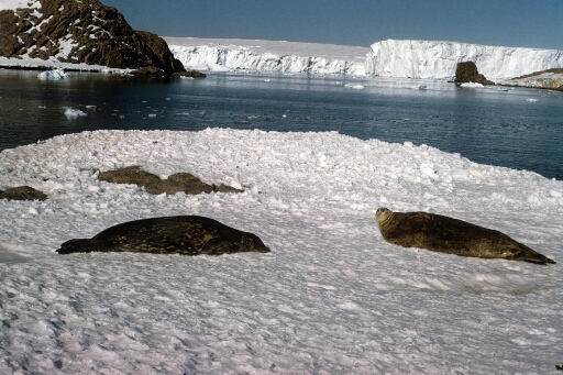Deux phoques de Weddell sur une île enneigée. Mer libre. Le glacier de l'Astrolabe en arrière plan.