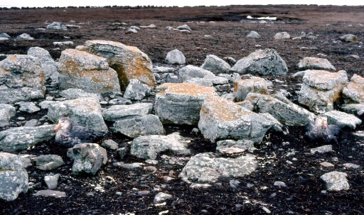 Deux Pétrels géants sont cachés  parmi ces blocs de pierre.
