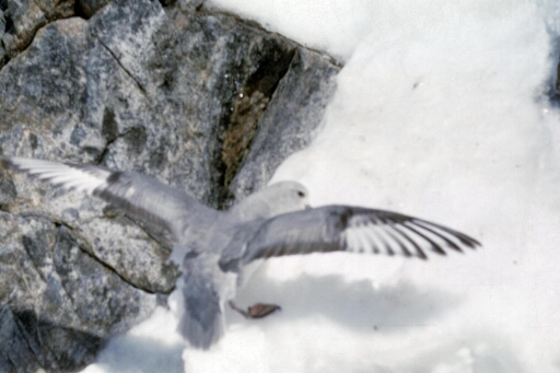 Fulmar antarctique posé sur le sol enneigé, les ailes déployées. Fond de rocher.