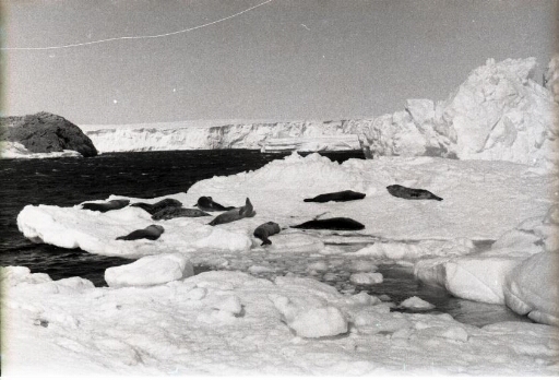 Dix phoques de Weddell se réchauffent au soleil sur un morceau de banquise. Au-delà, mer libre et le glacier de l'Astrolabe.