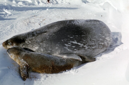 Phoque de Weddell femel et son bébé sur la banquise.