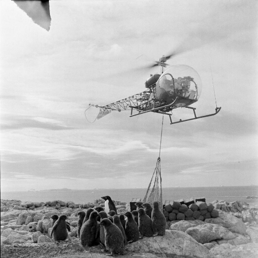Transport de charges par hélicoptère Bell 47 G2 en "Sling", du Norsel à l'île des Pétrels. Poussins de manchots Adélie.