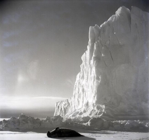 Un phoque de Weddell adulte se réchauffe au soleil sur la banquise à proximité d'un iceberg.