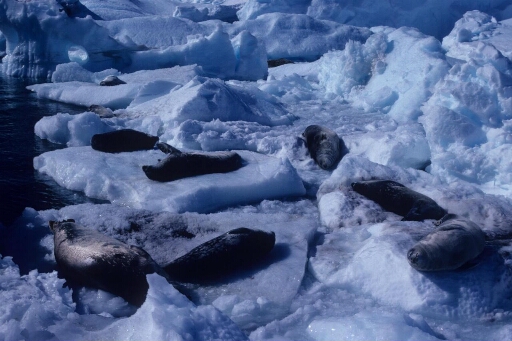 Huit phoques de weddell allongés sur  des morceaux de banquise disloquée.