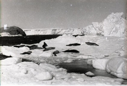 Dix phoques de Weddell se réchauffent au soleil sur un morceau de banquise. Au-delà, mer libre et le glacier de l'Astrolabe.