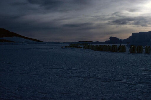 Procession de manchots empereurs entre îles et icebergs, arrivant pour hiverner. Très faible luminosité.