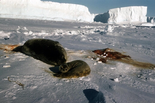 Phoque de Weddell femel et son bébé nouveau né. Placenta sur la banquise. Arrière plan d'icebergs. Beau temps