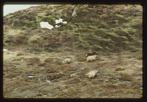 Vue aérienne de trois moutons en pâture