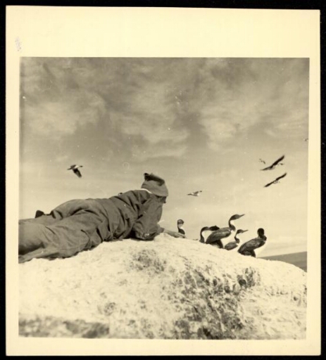 Un homme observe des cormorans