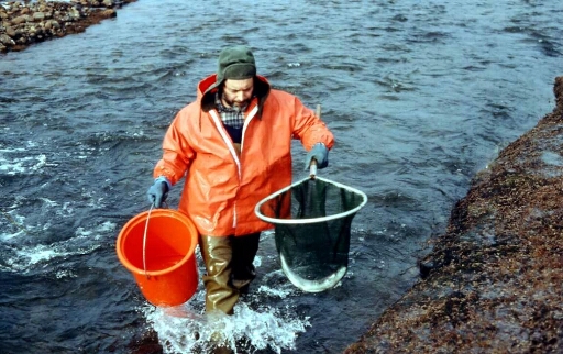 Korrigans, Jean Rafray (Gener) qui amène le saumon capturé dans le vivier de stabulation.