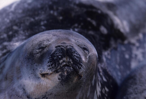 Gros plan sur la tête d'un phoque de Weddell adulte.