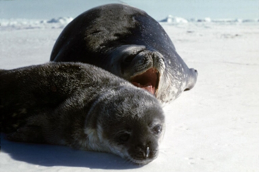 Jeune phoque de Weddell et sa mère, la gueule ouverte (probablement inquiète de la présence du photographe).