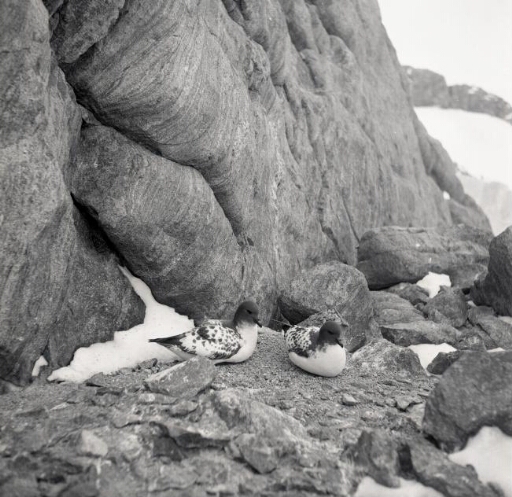 Deux damiers du Cap sur leur territoire dans les rochers.