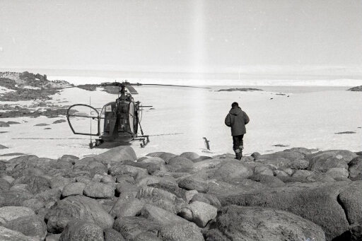 L'Alouette II posée sur île du Gouverneur. Le pilote rejoignant l'appareil, un manchot adélie curieux.