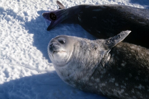 Gros plan sur la tête d'un jeune phoque de Weddell a proximité d'un adulte.