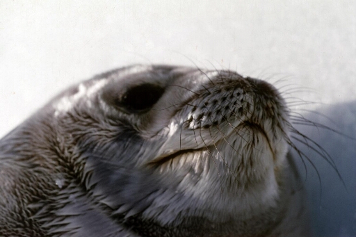 Très gros plan sur la tête d'un phoque de Weddell.