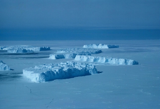 Grands icebergs tabulaires immobilisés par une banquise qui paraît épaisse et solide.