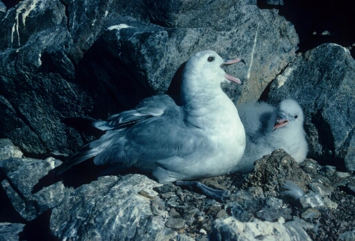 Fulmar antarctique sur son nid. A ses côtés, son poussin presque adulte.