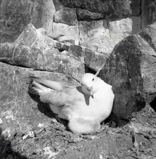 Un fulmar antarctique protégeant son poussin sur son territoire dans les rochers.