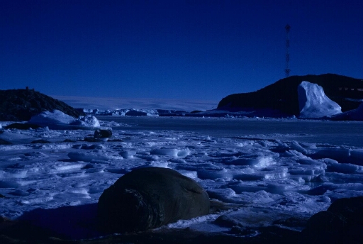 Deux phoques de Weddell sur  la banquise. A l'arrière plan, île Le Mauguen, le sud de l'île des Pétrels et le continent.