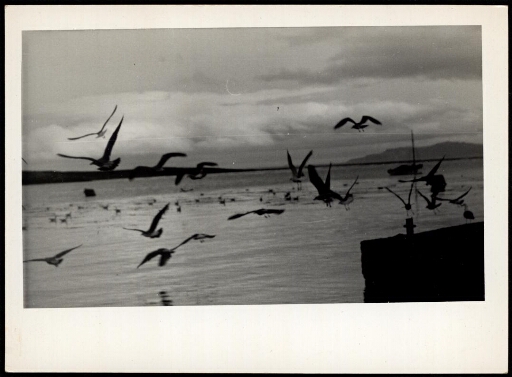 Envol d'oiseaux devant le quai de débarquement