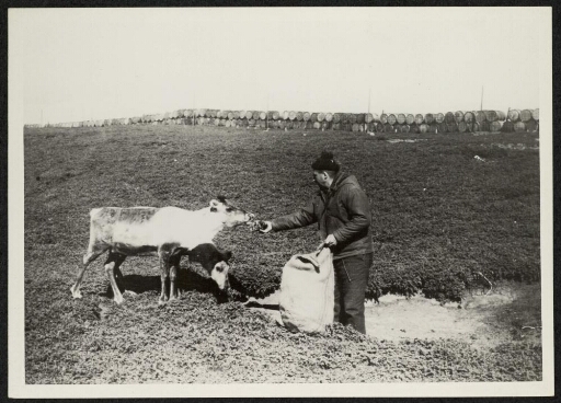 Un homme donne à manger à deux rennes.