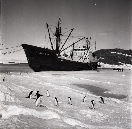 Le Thala Dan accosté à la banquise, amarré aux îles des Pétrels et J. Rostand. Trois hommes sur la glace. En premier plan des manchots Adélie.