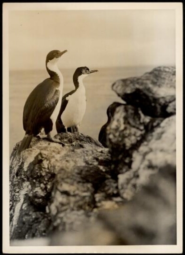 Deux cormorans