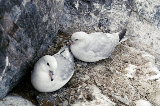 Couple de fulmars antarctiques très calmes, reposant sur leur nids.