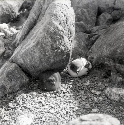 Un damier du Cap et son poussin sur leur territoire dans les rochers.