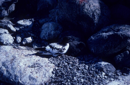 Damier du Cap adulte et son poussin dans les rochers.