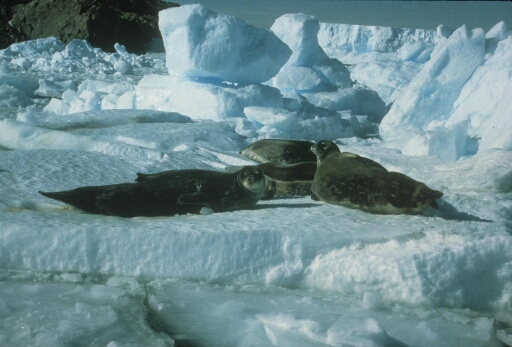Quatre phoques de Weddell au soleil sur un morceau de banquise.