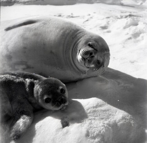 Gros plan sur un jeune phoque de Weddell et sa mère.