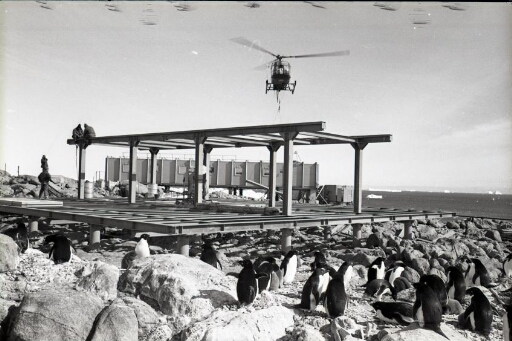Campagne d'été 65/66 : le chantier du nouveau bâtiment séjour. L'hélico Alouette 2 utilisé en grue volante.