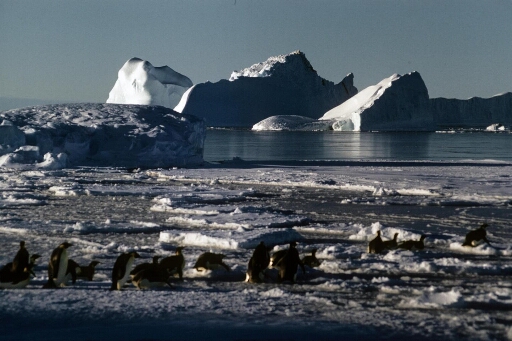 La débacle, les manchots empereurs gagnent la mer libre. Beau décor d'icebergs. Beau temps, belle lumière.