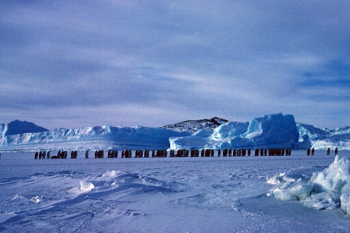 Procession de manchots empereurs debout sur la banquise. En arrière plan, icebergs. Ciel couvert.