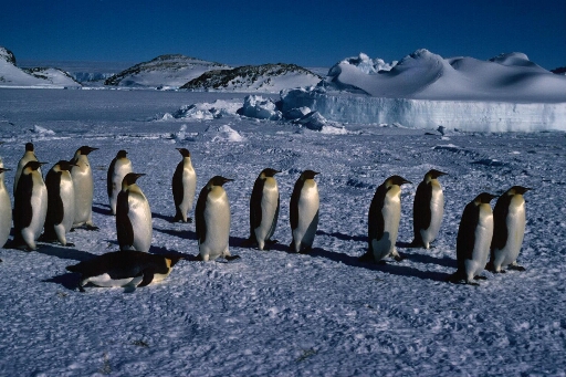 Un groupe de manchots empereurs debout sur fond d'îles et d'icebergs. Belle lumière rasante.