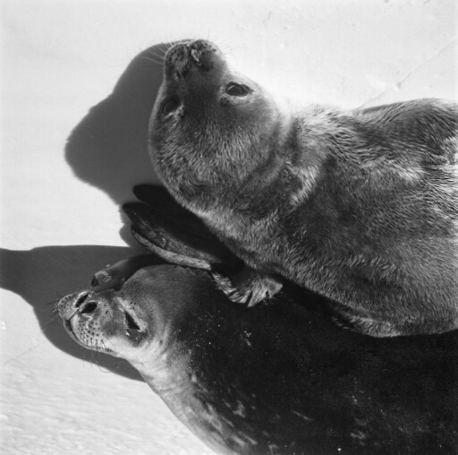 Sur la banquise une femelle phoque de Weddell et son nouveau-né.