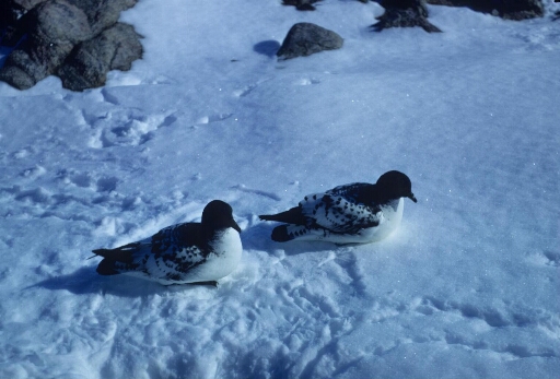 Couple de damiers du Cap sur la neige.