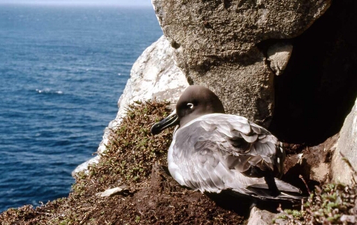 Canyon et falaise des Albatros à sourcils noirs - marquage des nids et des parents sur le nid.