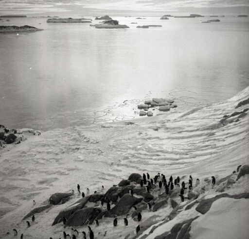 Aux abords de l'île des Pétrels, la glace de mer récemment formée. Manchots adélies.