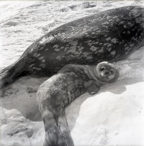Sur la banquise, gros plan sur un petit phoque de Weddell auprès de sa mère..