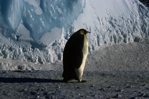 Manchot empereur isolé debout sur fond d'un bloc de glace.Beau temps.