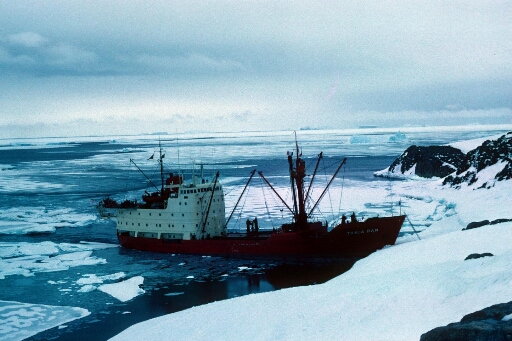 Le Thala Dan amarré à la côte ouest de l'île des Pétrels, le déchargement s'effectue sur une barge. Au loin, vers le nord, des icebergs.
