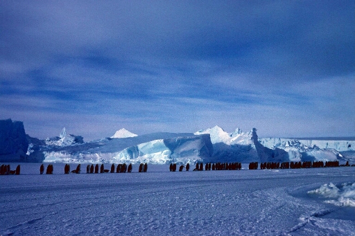 Procession de manchots empereurs debout sur la banquise sur fond d'icebergs. Ciel nuageux mais lumineux.