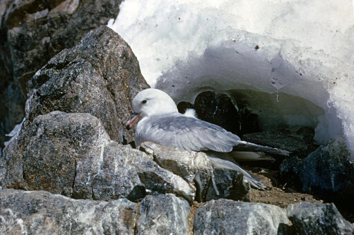 Gros plan sur un fulmar antarctique très calme couché sur le rocher.