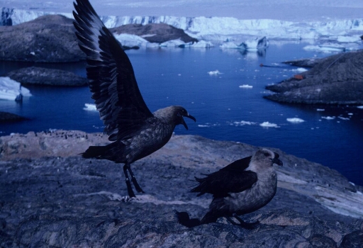 Couple de skuas au sol, l'un d'eux, les ailes déployées. Arrière plan de mer libre, Astrolabe, icebergs et îles.