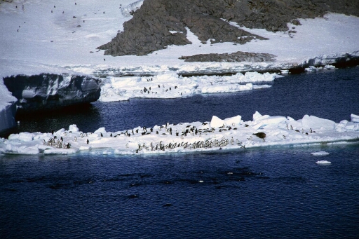 Très grand nombre de manchots Adélie sur une plaque de glace et manchots dans l'eau. Un phoque sur la glace.